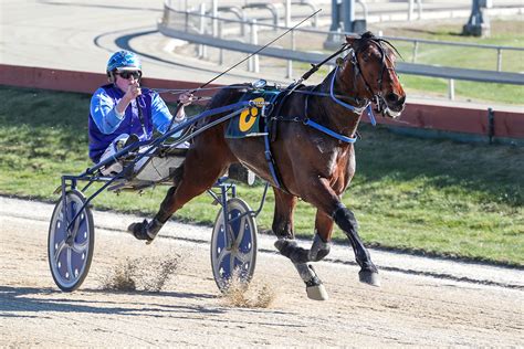 nz harness racing results|NZB Standardbred .